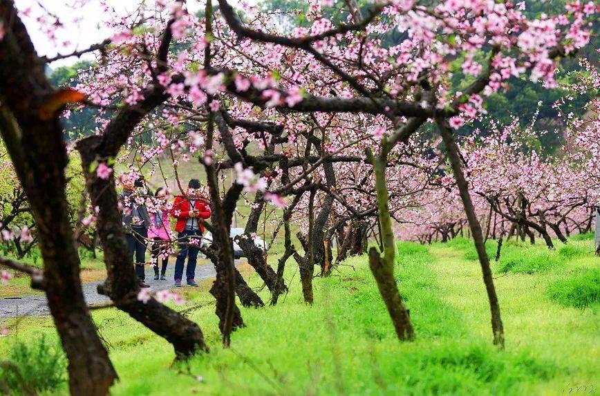 矿工打地鼠